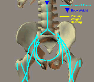 Pelvis diagram showing lines of force through the SI joints, acetabulum, and femur