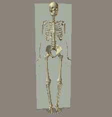 Skeleton diagram showing the frontal plane