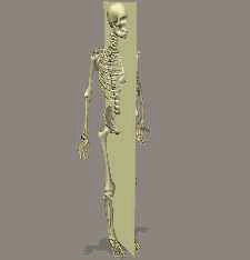 Skeleton diagram showing the sagittal plane
