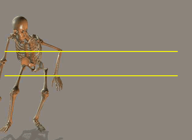 Side view skeleton walking animation showing heel strike and toe off