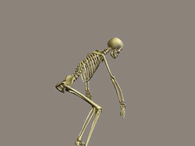 Side view skeleton walking animation showing heel strike and toe off