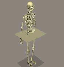 Skeleton diagram showing the transverse plane