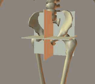 Three dimensional skeleton walking animation showing pelvic motion