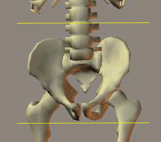 Side view skeleton walking animation showing heel strike and toe off
