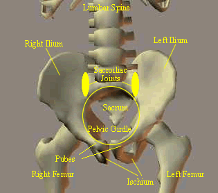Pelvis diagram showing walking related pelvic motion