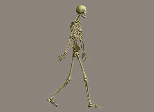 Side view skeleton walking animation showing heel strike and toe off